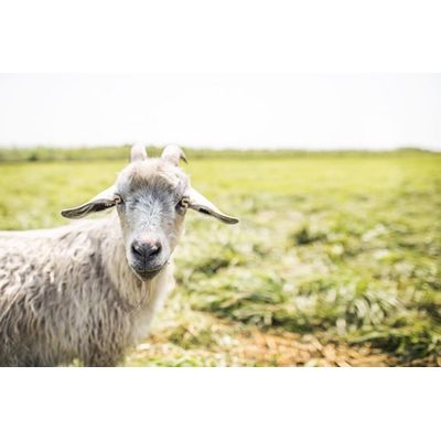 Grumpy Goat Experiment